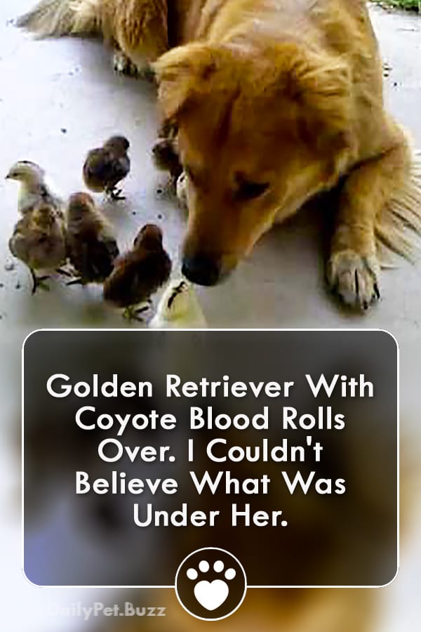Golden Retriever With Coyote Blood Rolls Over. I Couldn\'t Believe What Was Under Her.