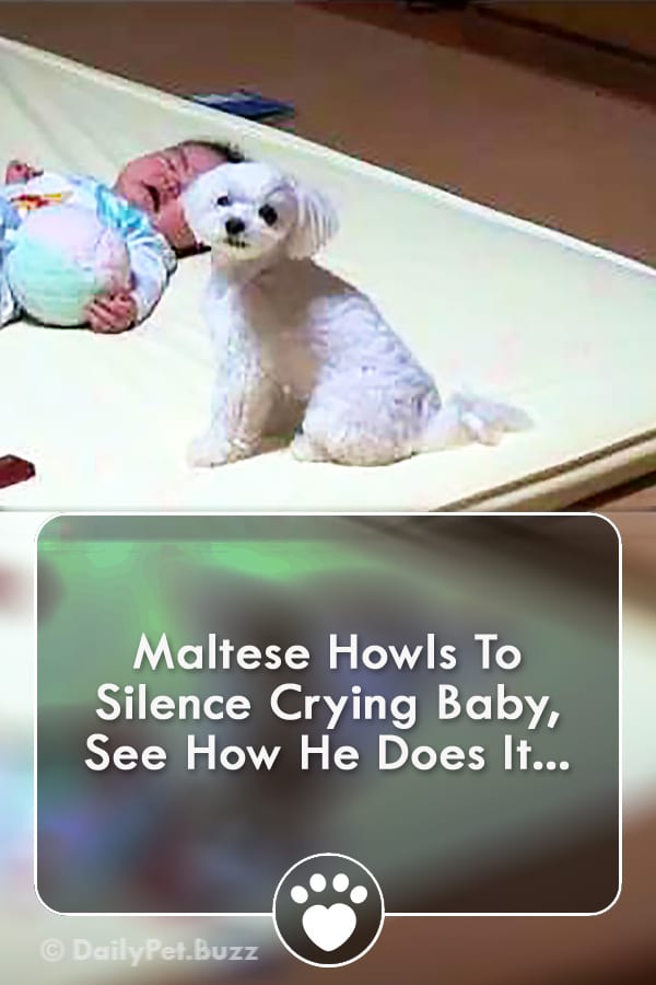 Maltese Howls To Silence Crying Baby, See How He Does It...