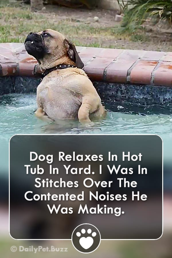 Dog Relaxes In Hot Tub In Yard. I Was In Stitches Over The Contented Noises He Was Making.