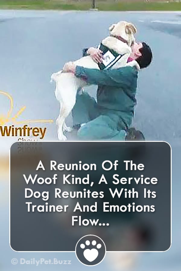 A Reunion Of The Woof Kind, A Service Dog Reunites With Its Trainer And Emotions Flow...