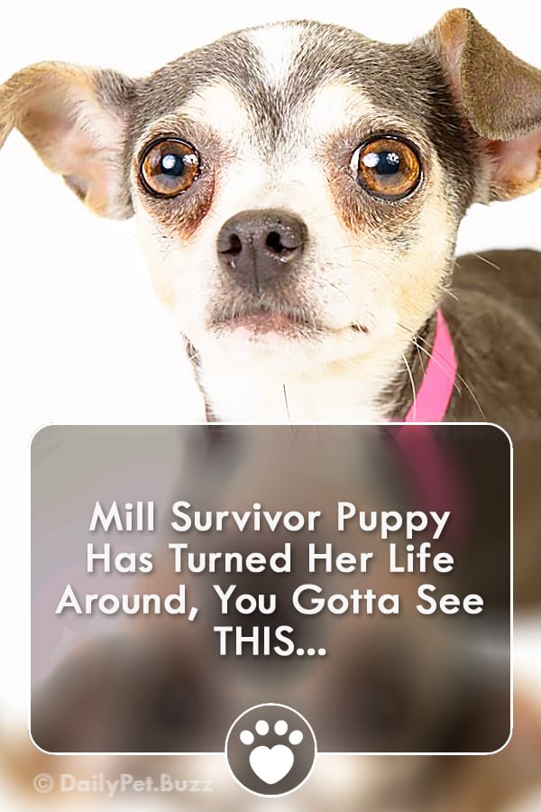 Mill Survivor Puppy Has Turned Her Life Around, You Gotta See THIS...