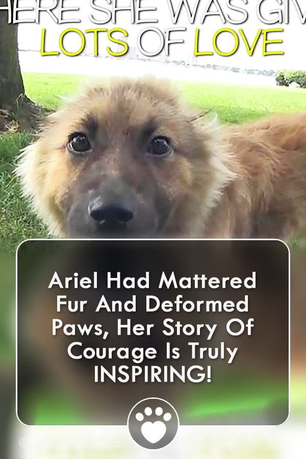 Ariel Had Mattered Fur And Deformed Paws, Her Story Of Courage Is Truly INSPIRING!