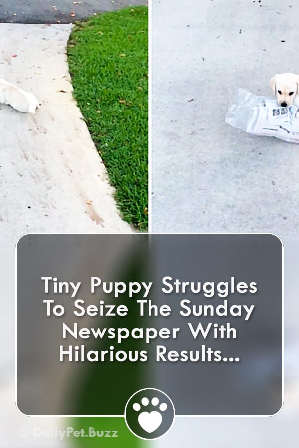 Tiny Puppy Struggles To Seize The Sunday Newspaper With Hilarious Results...