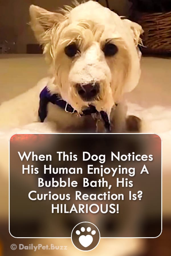 When This Dog Notices His Human Enjoying A Bubble Bath, His Curious Reaction Is? HILARIOUS!