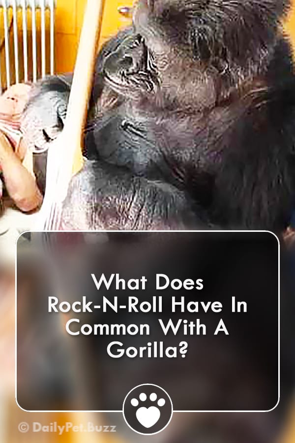 What Does Rock-N-Roll Have In Common With A Gorilla?