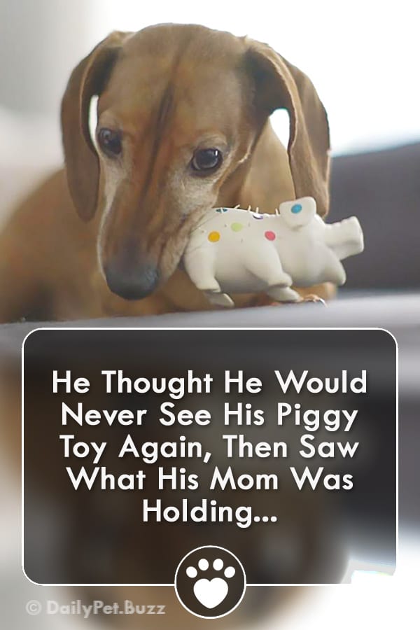 He Thought He Would Never See His Piggy Toy Again, Then Saw What His Mom Was Holding...