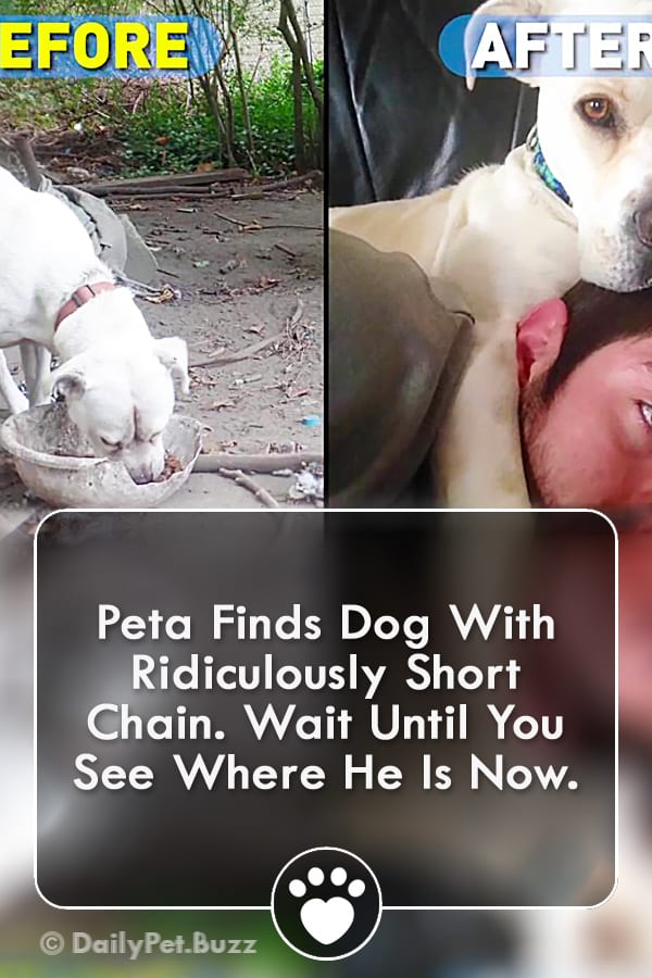 PETA Finds Dog With Ridiculously Short Chain. Wait Until You See Where He Is Now.