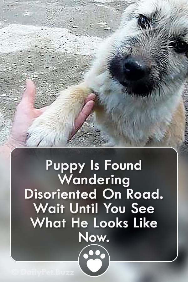 Puppy Is Found Wandering Disoriented On Road. Wait Until You See What He Looks Like Now.