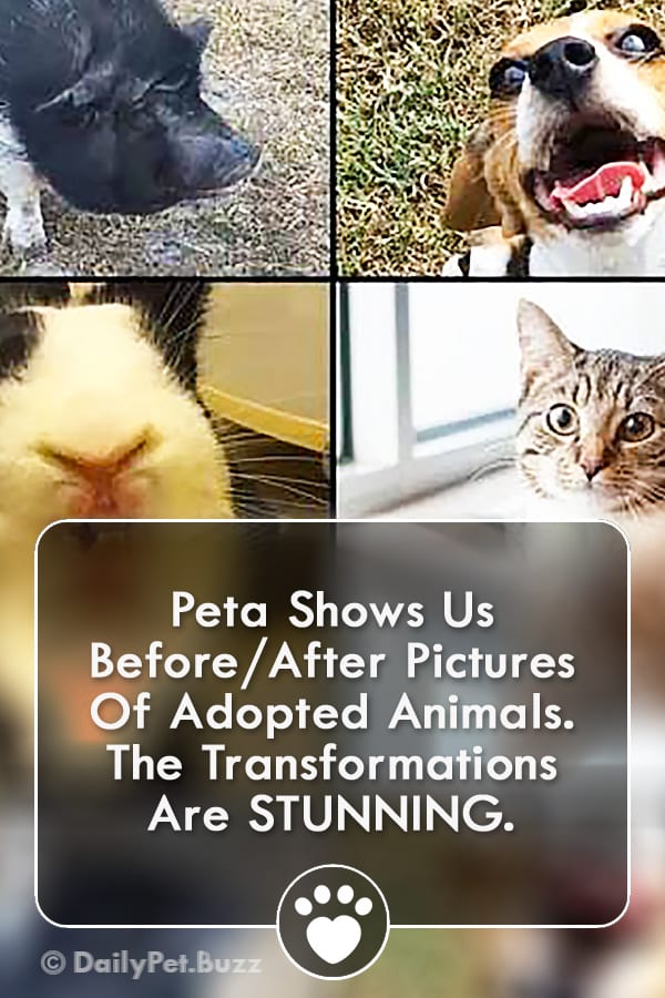 Peta Shows Us Before/After Pictures Of Adopted Animals. The Transformations Are STUNNING.