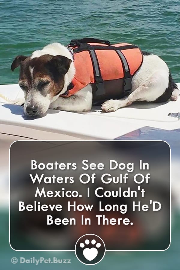 Boaters See Dog In Waters Of Gulf Of Mexico. I Couldn\'t Believe How Long He\'d Been In There.
