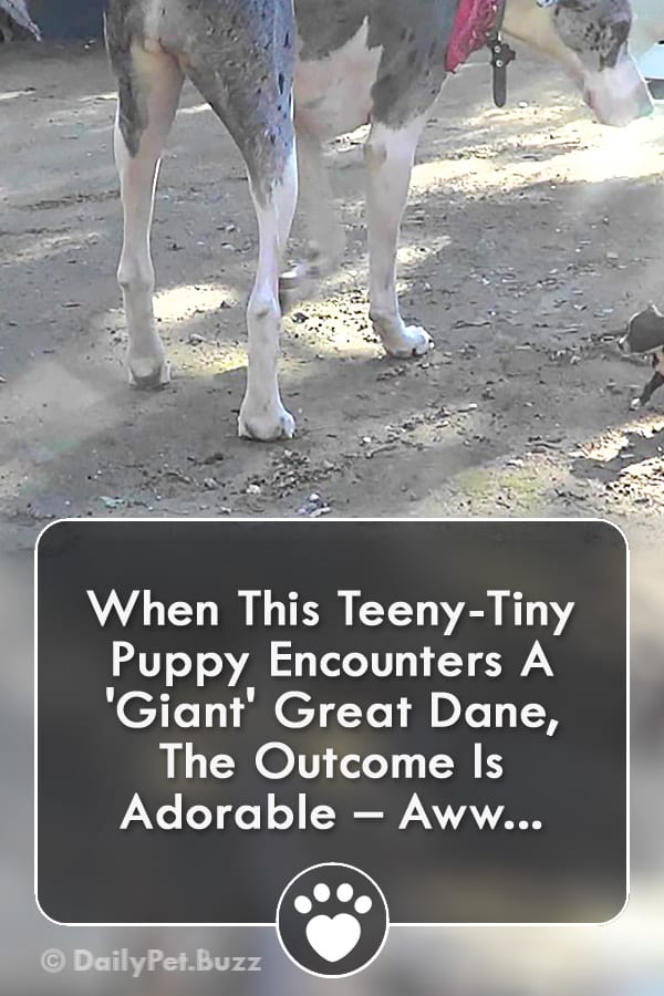 When This Teeny-Tiny Puppy Encounters A \'Giant\' Great Dane, The Outcome Is Adorable – Aww...