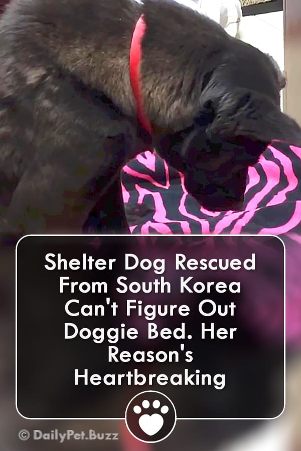 Shelter Dog Rescued From South Korea Can\'t Figure Out Doggie Bed. Her Reason\'s Heartbreaking