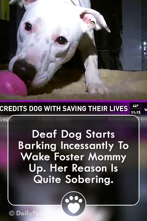 Deaf Dog Starts Barking Incessantly To Wake Foster Mommy Up. Her Reason Is Quite Sobering.