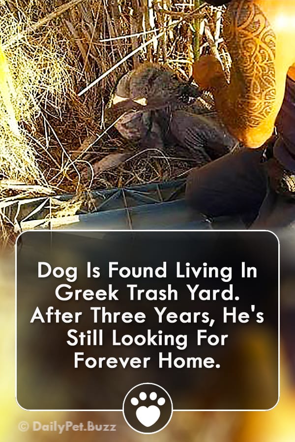 Dog Is Found Living In Greek Trash Yard. After Three Years, He\'s Still Looking For Forever Home.