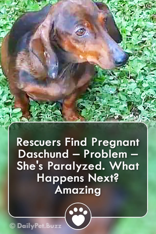 Rescuers Find Pregnant Daschund – Problem – She\'s Paralyzed. What Happens Next? Amazing