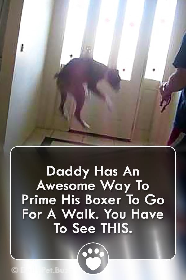 Daddy Has An Awesome Way To Prime His Boxer To Go For A Walk. You Have To See THIS.