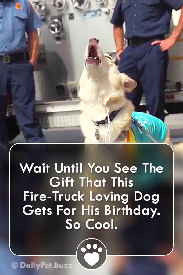 Wait Until You See The Gift That This Fire-Truck Loving Dog Gets For His Birthday. So Cool.
