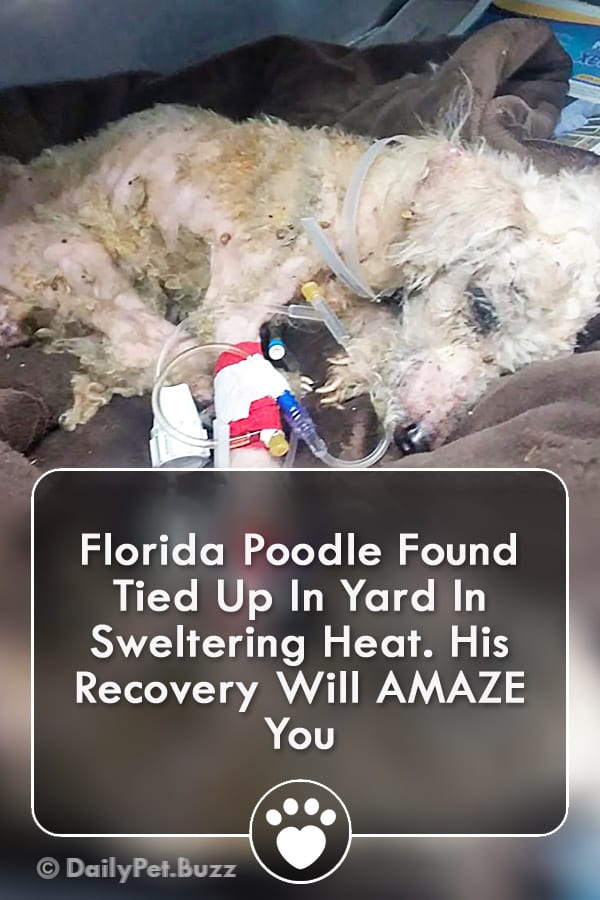 Florida Poodle Found Tied Up In Yard In Sweltering Heat. His Recovery Will AMAZE You