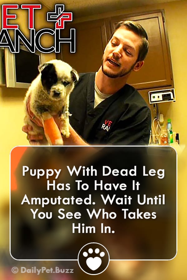 Puppy With Dead Leg Has To Have It Amputated. Wait Until You See Who Takes Him In.
