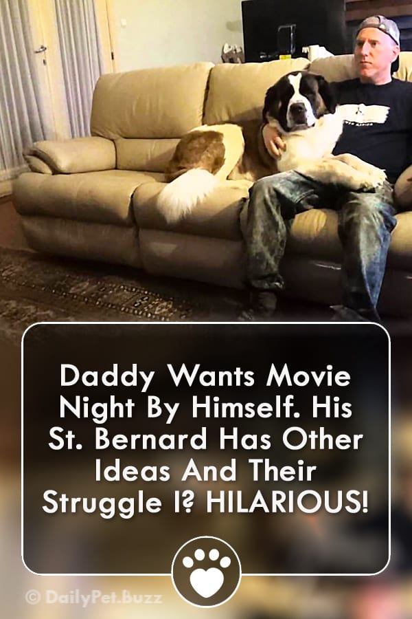 Daddy Wants Movie Night By Himself. His St. Bernard Has Other Ideas And Their Struggle I? HILARIOUS!