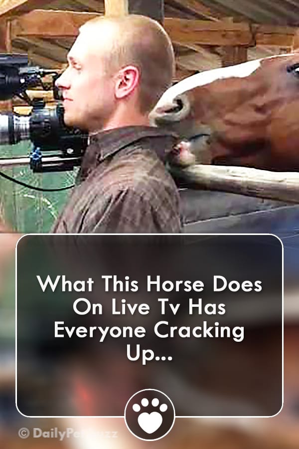 What This Horse Does On Live Tv Has Everyone Cracking Up...