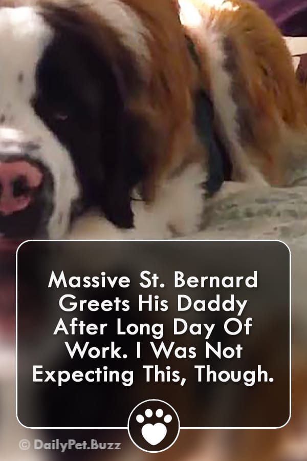 Massive St. Bernard Greets His Daddy After Long Day Of Work. I Was Not Expecting This, Though.