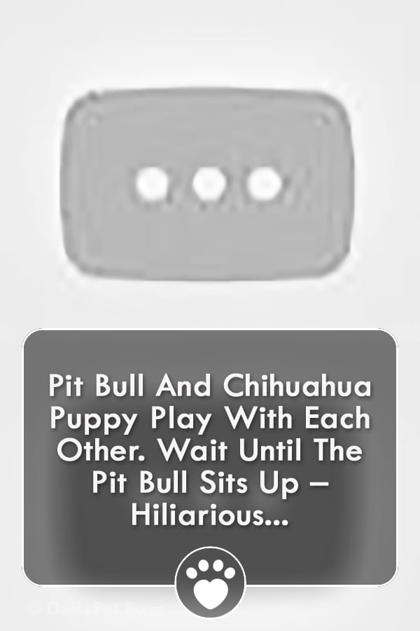 Pit Bull And Chihuahua Puppy Play With Each Other. Wait Until The Pit Bull Sits Up – Hiliarious...