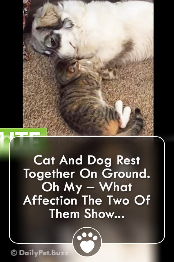 Cat And Dog Rest Together On Ground. Oh My – What Affection The Two Of Them Show...