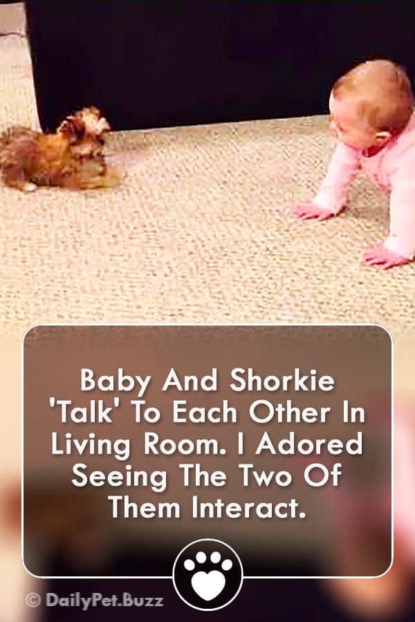 Baby And Shorkie \'Talk\' To Each Other In Living Room. I Adored Seeing The Two Of Them Interact.