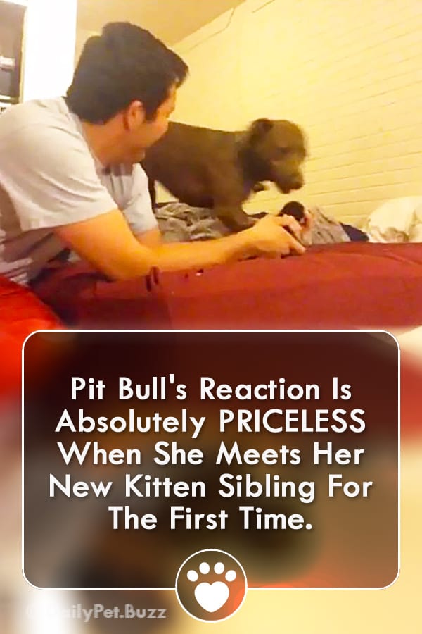 Pit Bull\'s Reaction Is Absolutely PRICELESS When She Meets Her New Kitten Sibling For The First Time.