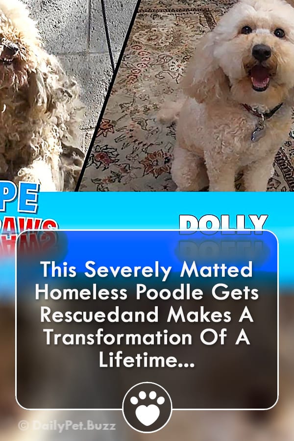 This Severely Matted Homeless Poodle Gets Rescuedand Makes A Transformation Of A Lifetime...