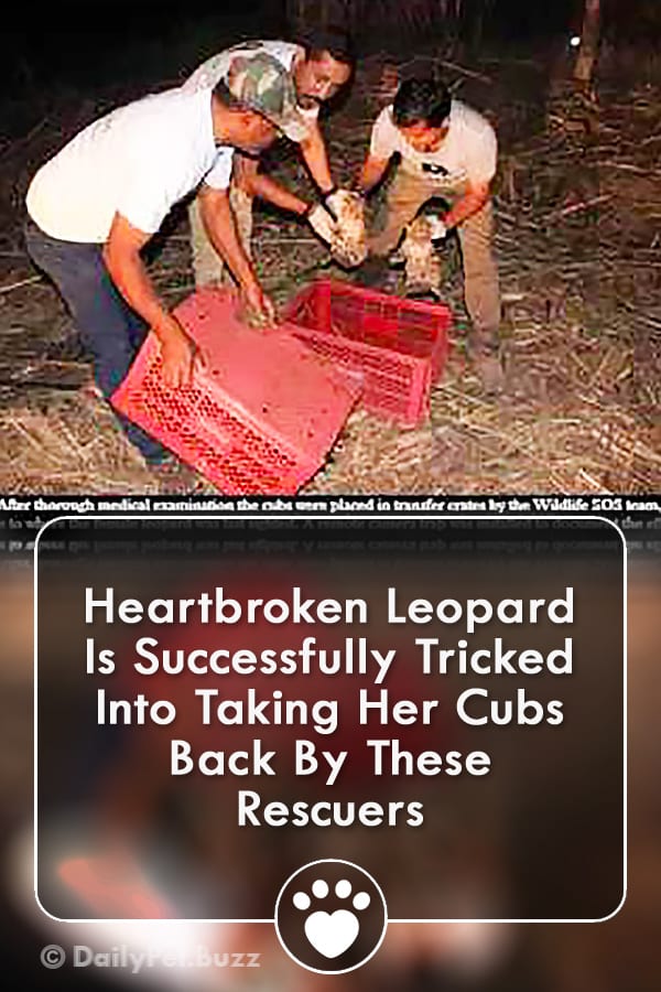 Heartbroken Leopard Is Successfully Tricked Into Taking Her Cubs Back By These Rescuers
