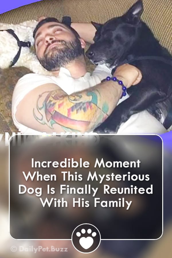 Incredible Moment When This Mysterious Dog Is Finally Reunited With His Family
