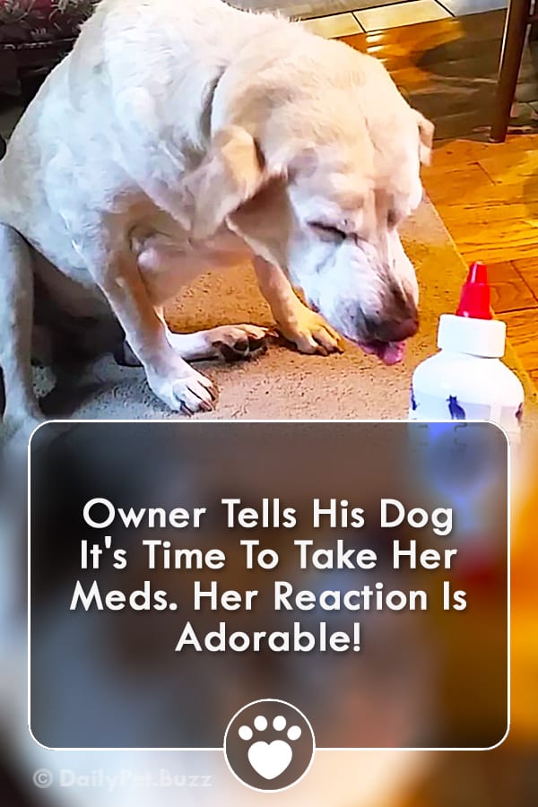 Owner Tells His Dog It\'s Time To Take Her Meds. Her Reaction Is Adorable!