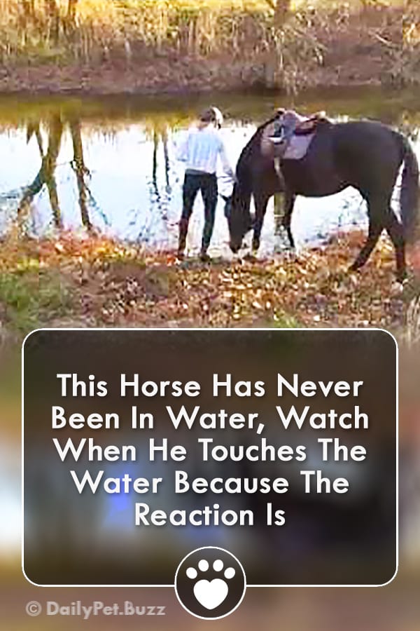 This Horse Has Never Been In Water, Watch When He Touches The Water Because The Reaction Is