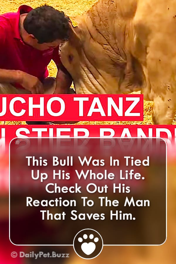 This Bull Was In Tied Up His Whole Life. Check Out His Reaction To The Man That Saves Him.