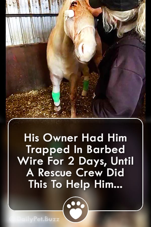 His Owner Had Him Trapped In Barbed Wire For 2 Days, Until A Rescue Crew Did This To Help Him...