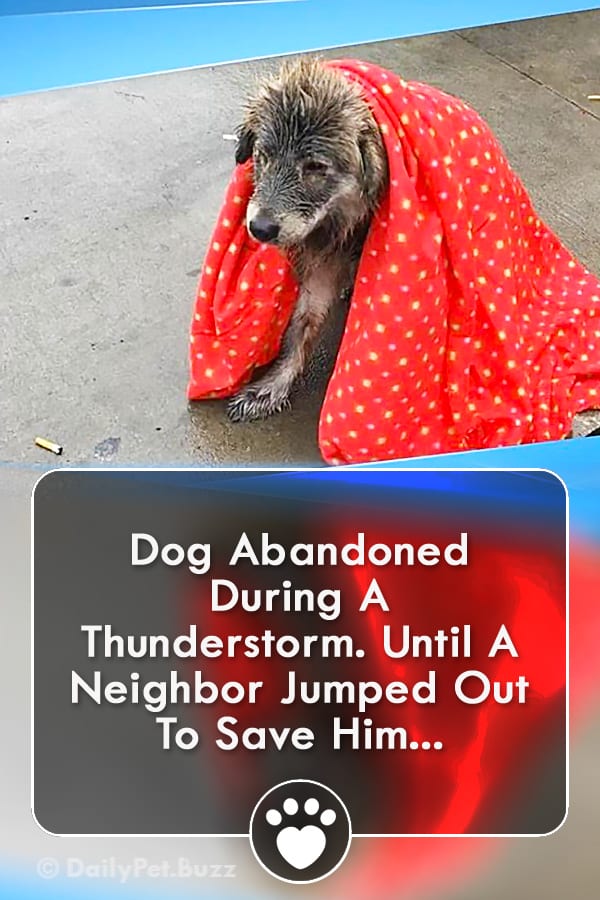 Dog Abandoned During A Thunderstorm. Until A Neighbor Jumped Out To Save Him...