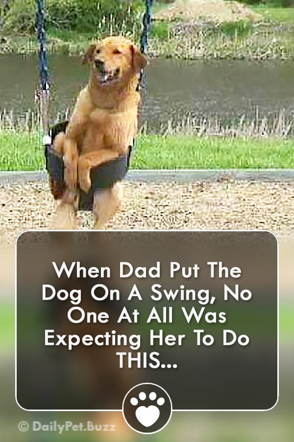 When Dad Put The Dog On A Swing, No One At All Was Expecting Her To Do THIS...