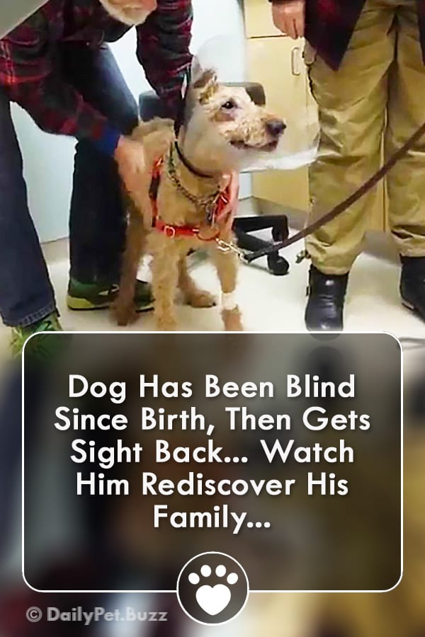 Dog Has Been Blind Since Birth, Then Gets Sight Back... Watch Him Rediscover His Family...
