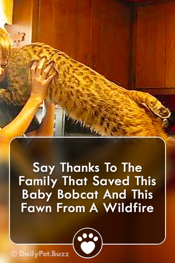 Say Thanks To The Family That Saved This Baby Bobcat And This Fawn From A Wildfire