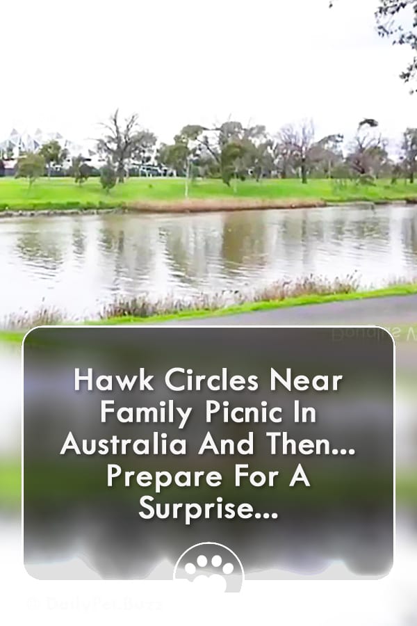 Hawk Circles Near Family Picnic In Australia And Then... Prepare For A Surprise...