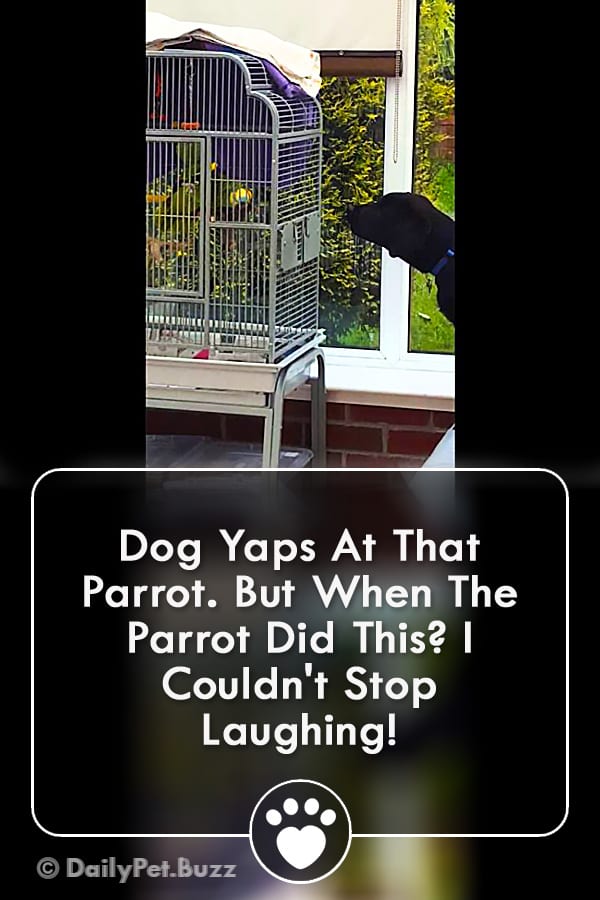 Dog Yaps At That Parrot. But When The Parrot Did This? I Couldn\'t Stop Laughing!