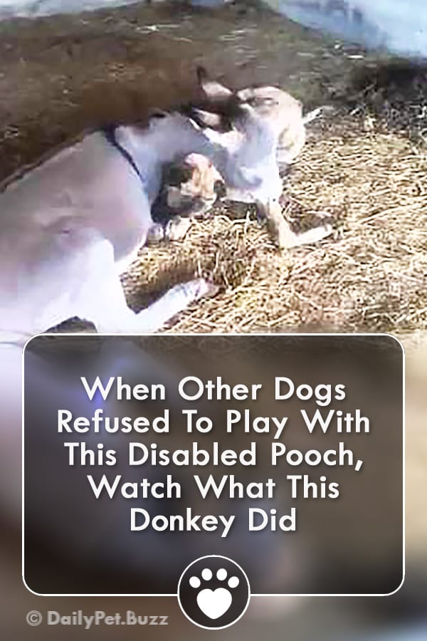 When Other Dogs Refused To Play With This Disabled Pooch, Watch What This Donkey Did