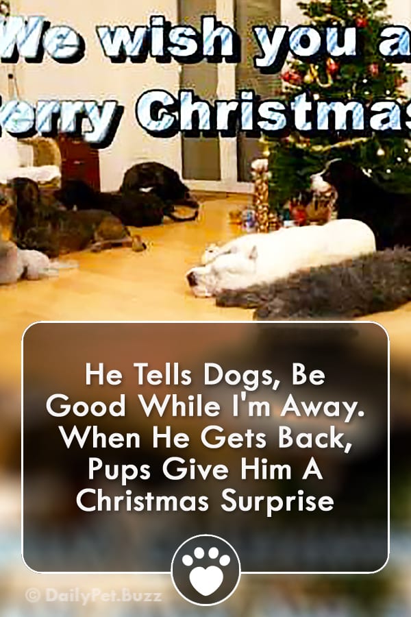 He Tells Dogs, Be Good While I\'m Away. When He Gets Back, Pups Give Him A Christmas Surprise