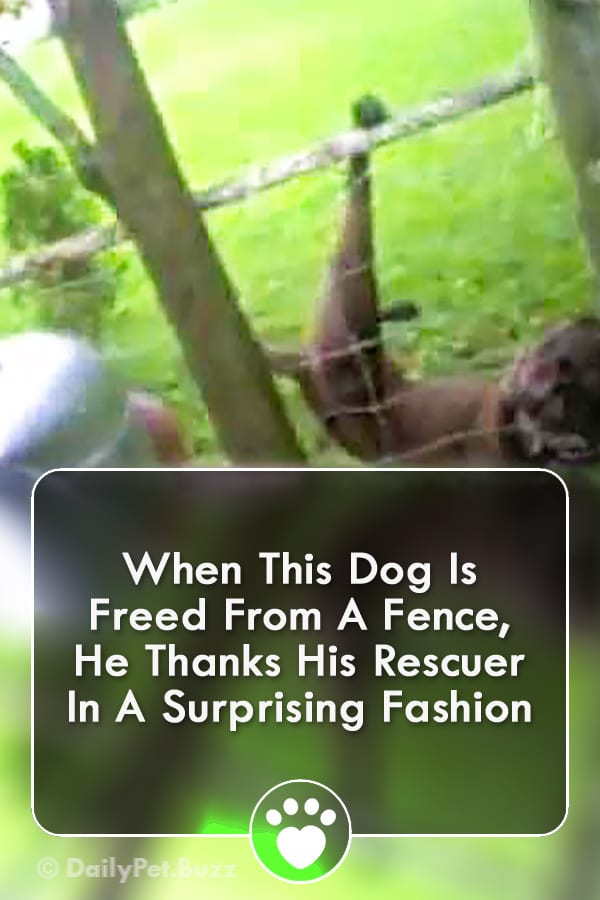 When This Dog Is Freed From A Fence, He Thanks His Rescuer In A Surprising Fashion