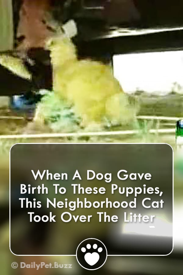 When A Dog Gave Birth To These Puppies, This Neighborhood Cat Took Over The Litter