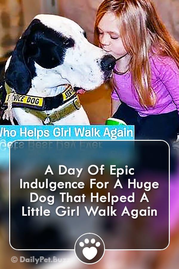 A Day Of Epic Indulgence For A Huge Dog That Helped A Little Girl Walk Again