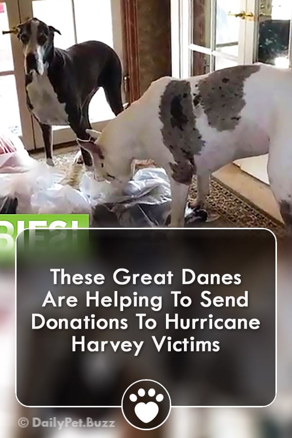 These Great Danes Are Helping To Send Donations To Hurricane Harvey Victims