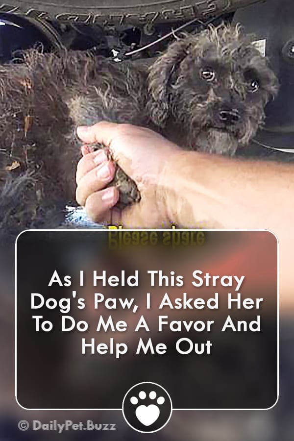 As I Held This Stray Dog\'s Paw, I Asked Her To Do Me A Favor And Help Me Out